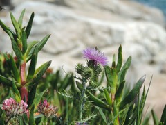 Carpobrotus edulis