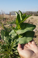 Bupleurum rotundifolium