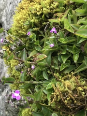 Tripogandra ionantha