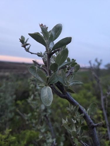 Silverberry
