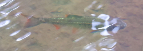 Common Shiner