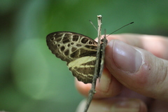 Catuna crithea