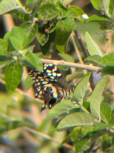 Citrus Swallowtail