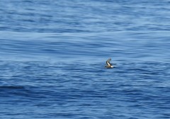 Hydrobates pelagicus