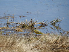 Motacilla flava iberiae