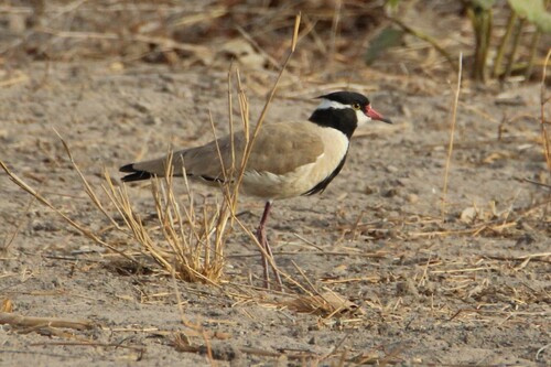 Black-headed Lapwing