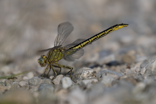 Western Clubtail