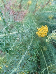 author not stated, no rights reserved Athanasia crithmifolia, photograph author not stated, no rights reserved