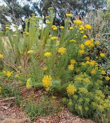 author not stated, no rights reserved Athanasia crithmifolia, photograph author not stated, no rights reserved