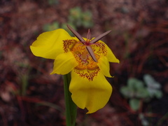 Tigridia chrysantha