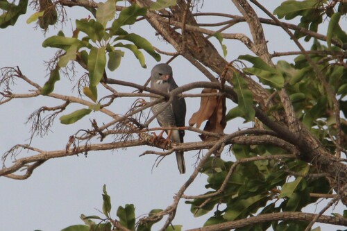 Northern Lizard Buzzard