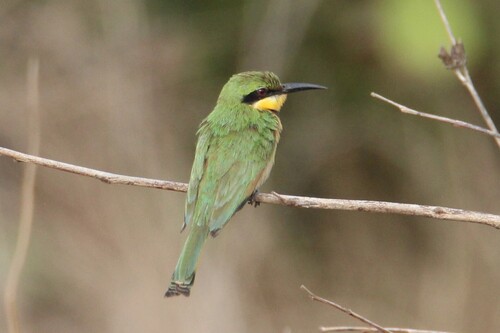 Little Bee-eater