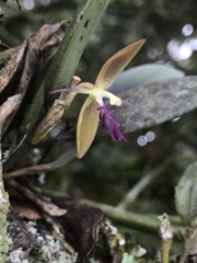 Pleurothallis talpinaria