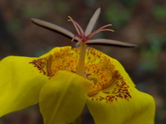 Tigridia chrysantha