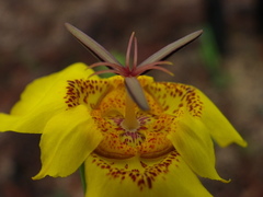 Tigridia chrysantha