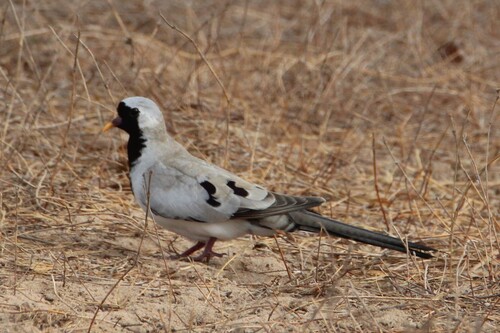 Namaqua Dove