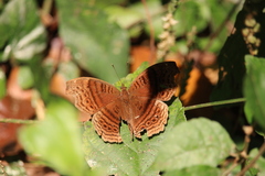 Junonia gregorii