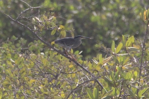 Little Heron