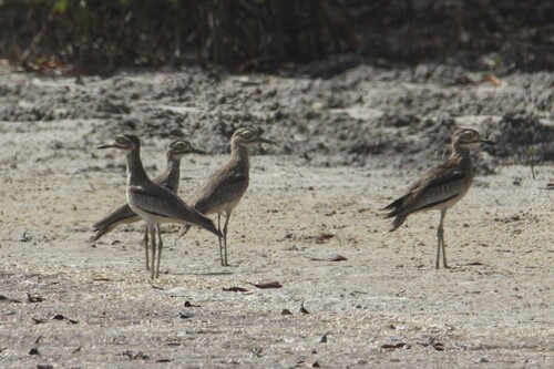 Senegal Thick-knee