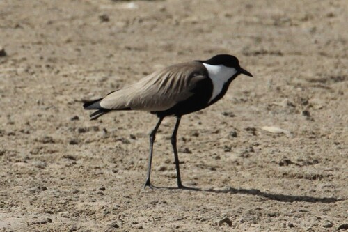 Spur-winged Lapwing