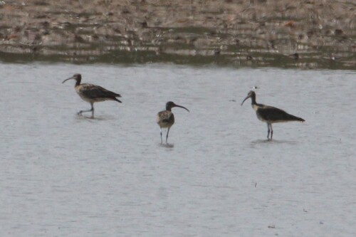 Eurasian Whimbrel