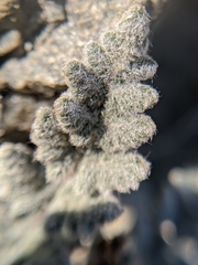 Myriopteris parryi image