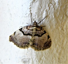 Anticlea derivata