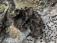 Umbilicaria torrefacta
