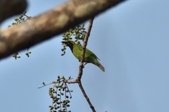 Chloropsis aurifrons