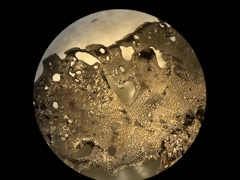 Umbilicaria torrefacta