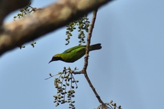 Chloropsis aurifrons