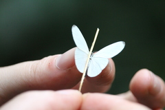 Leptosia nupta