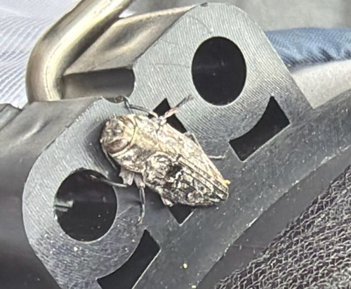 Merkel Buprestid