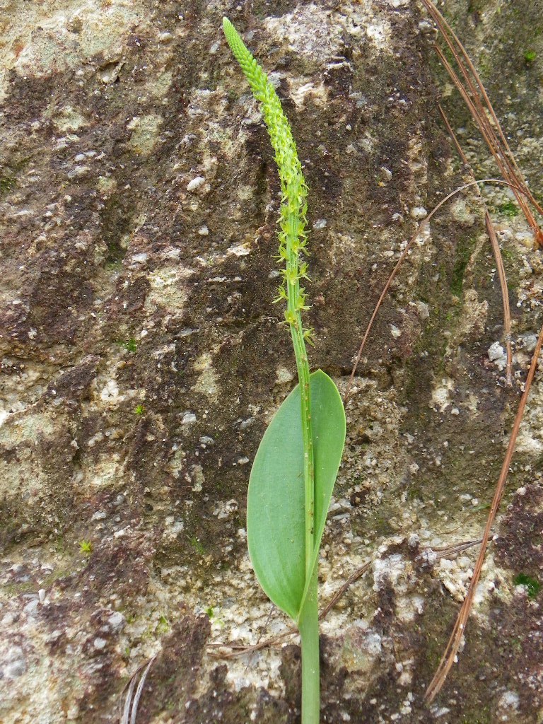 Malaxis tepicana