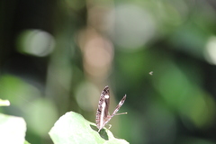 Neptis nemetes