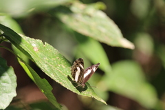 Neptis nemetes