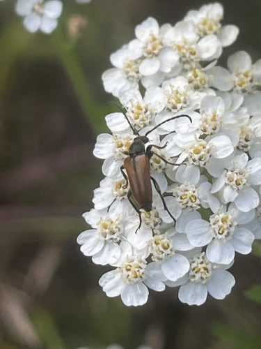 Fairy-ring Longhorn Beetle