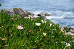 Carpobrotus edulis