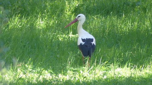White Stork