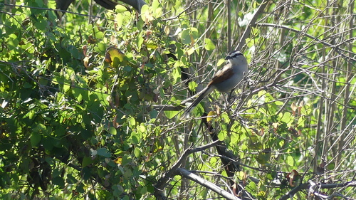 Black-crowned Tchagra