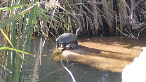 Mediterranean Turtle