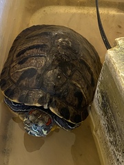 Trachemys scripta elegans