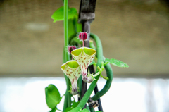 Magnoliopsida