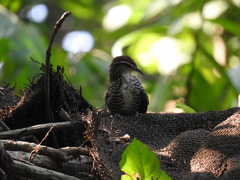 Thryophilus pleurostictus