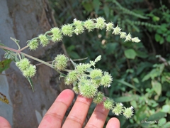 Asterohyptis stellulata