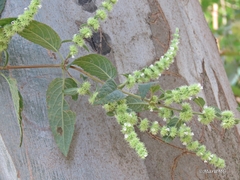 Asterohyptis stellulata