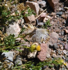 Dolichlasium lagascae