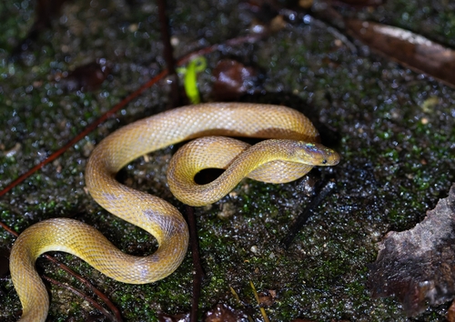 Photo of a Dehua Odd–scaled Snake (Achalinus dehuaensis)