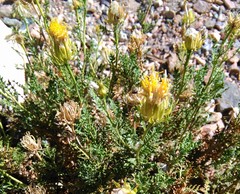 Dolichlasium lagascae