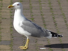 Larus michahellis